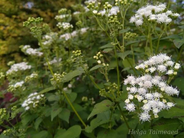 Ageratina altissima (Eupatorium rugosum) 'Braunlaub'  Посконник морщинистый