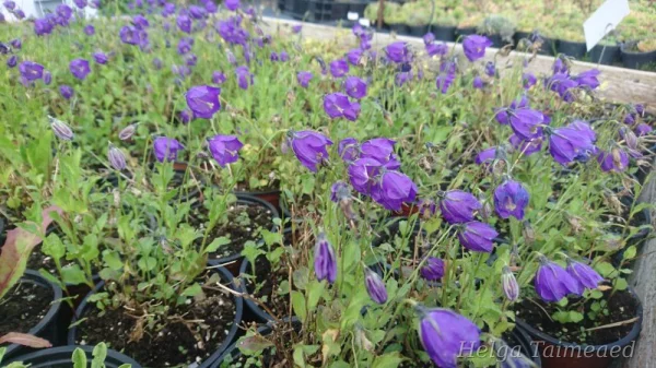 Campanula pulloides  'G.F.Wilson' Kолокольчик
