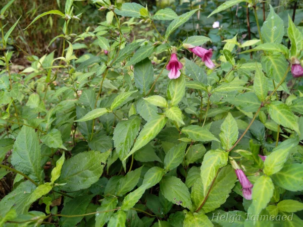 Chelonopsis moschata