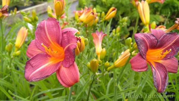 Hemerocallis x hybrida 'Clarion Red' Hübriid-päevaliilia