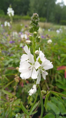 Sidalcea candida