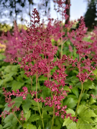 Astilbe 'Younique Ruby Red'