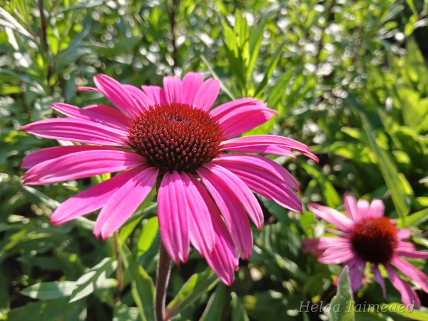 Echinacea 'Dark Pink Pearl'