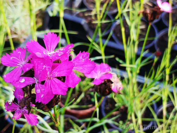 Dianthus carthusianorum  Kartuusia nelk