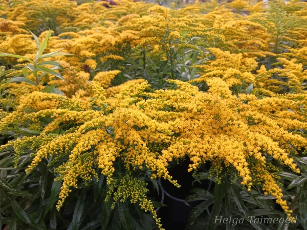 Solidago 'Golden Dwarf'