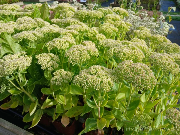 Hylotelephium (Sedum) 'Brilliant'