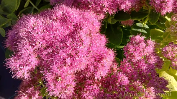 Hylotelephium (Sedum) 'Brilliant'