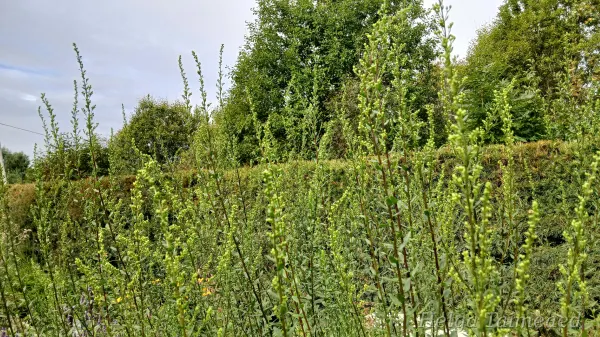Solidago shortii 'Solar Cascade'