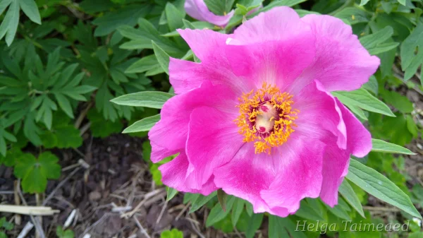 Paeonia humilis var. villosa