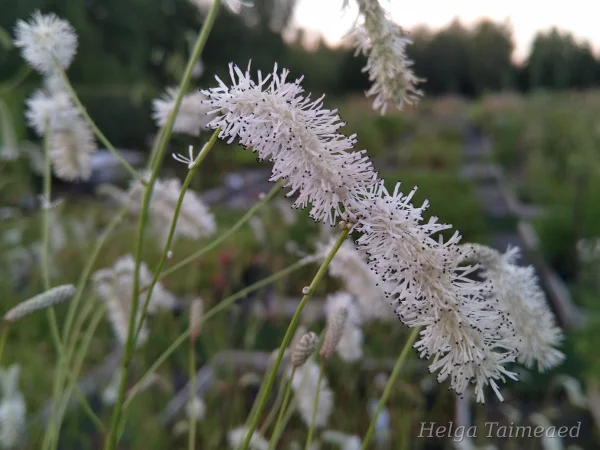 Sanguisorba tenuifolia 'White Tanna'