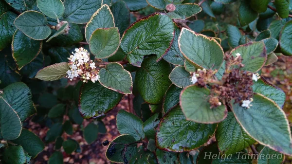 Viburnum lantana