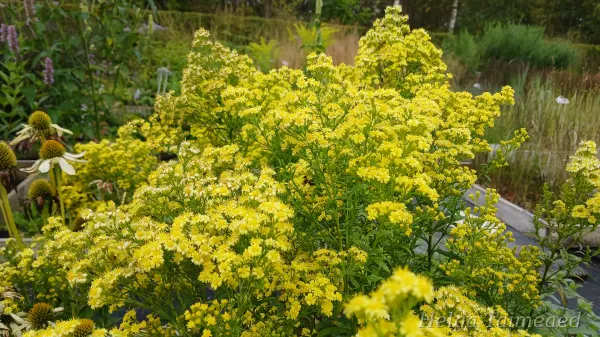 Solidaster luteus 'Lemore'