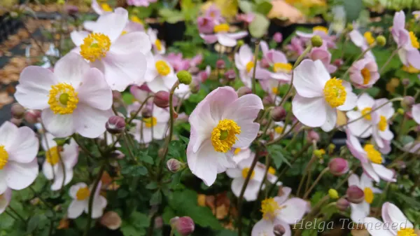 Eriocapitella x hybrida (Anemone) SATIN DOLL™ 'Blush'