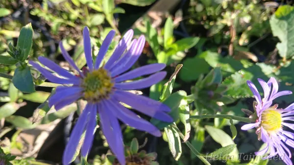 Aster amellus ´Rudolf Goethe´ Amellaster