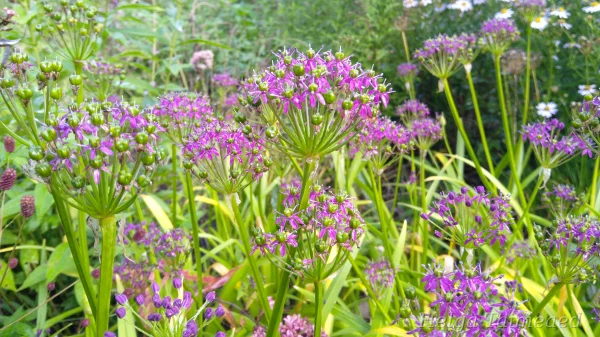 Allium wallichii