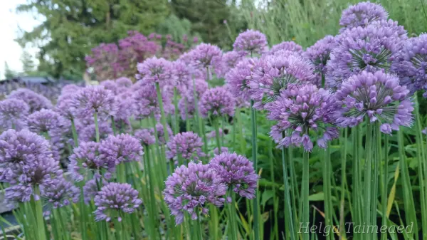 Allium 'Serendipity'
