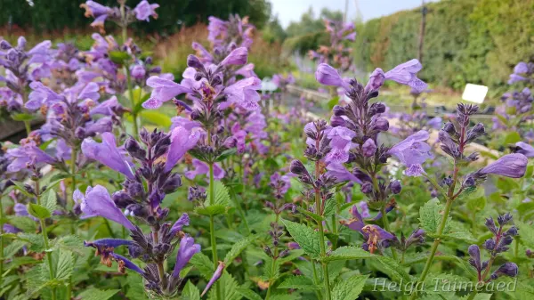 Nepeta 'Blue Planet'