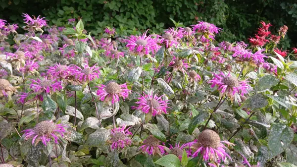 Monarda 'Präirenacht'