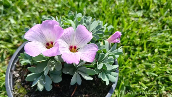 Oxalis adenophylla