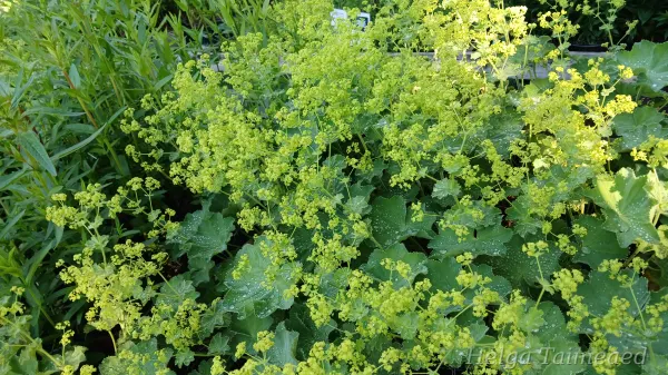 Alchemilla mollis 'Robustica'