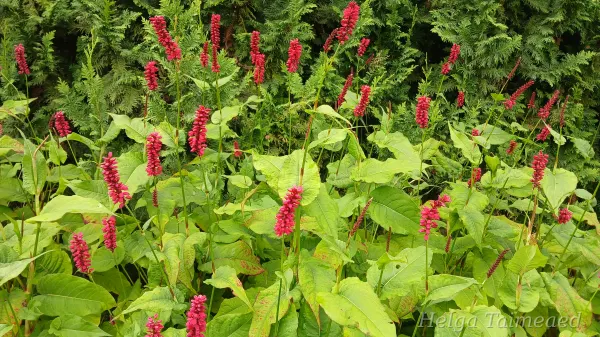 Bistorta amplexicaulis (Persicaria amplexicaulis) 'Dark Red' Kaelus-ussitatar