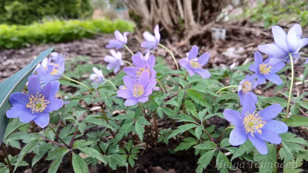 Anemone nemorosa 'Mart's Blue' Võsa-ülane