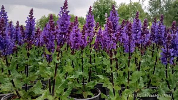 Salvia nemorosa 'Grate Grape'