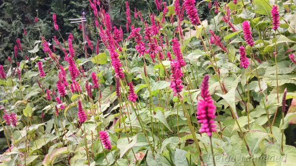 Persicaria amplexicaulis 'Lisan' Kaelus-ussitatar