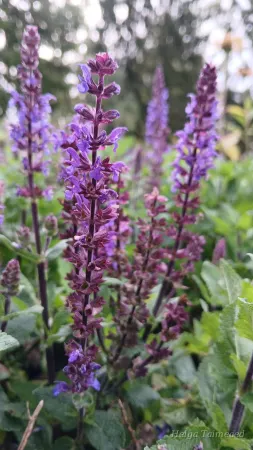 Salvia nemorosa 'Midnight Purple'