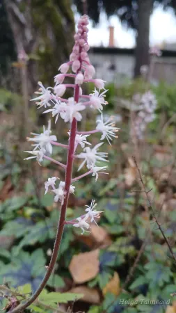 Tiarella hybrida 'Sugar and Spice'