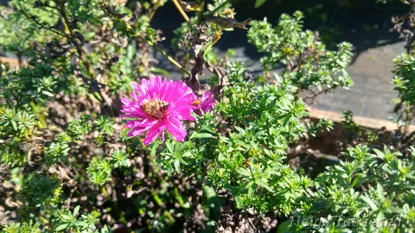 Aster dumosus 'Jenny' Madal sügisaster