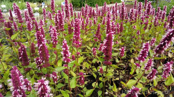 Agastache 'Beelicious Pink'
