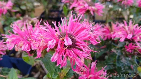 Monarda 'Cranberry Lace'