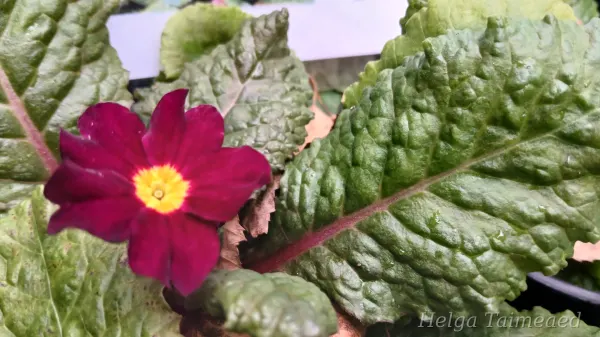 Primula × pruhoniciana 'Saladin'