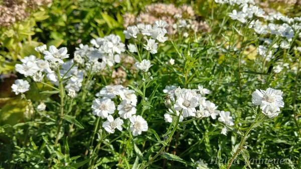 Achillea cartilaginea 'Silver Spray' Ida-raudrohi