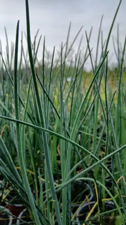 Allium schoenoprasum 'Augenschmaus' Murulauk