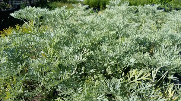 Artemisia arborescens 'Powis Castle' Hõbepuju