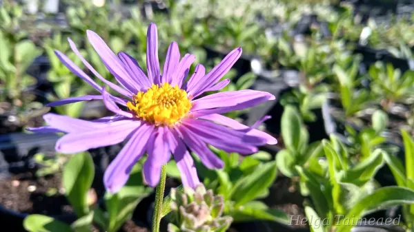 Aster x frikartii 'Grunder' Frikarti aster