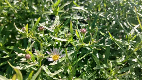 Aster linariifolius käokannuselehine jäikaster