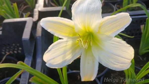 Hemerocallis 'Light the Way' Aed-päevaliilia