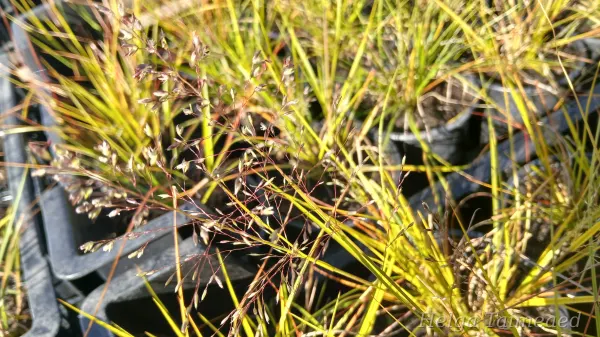 Sporobolus heterolepis 'Leo' Preeria pillahein