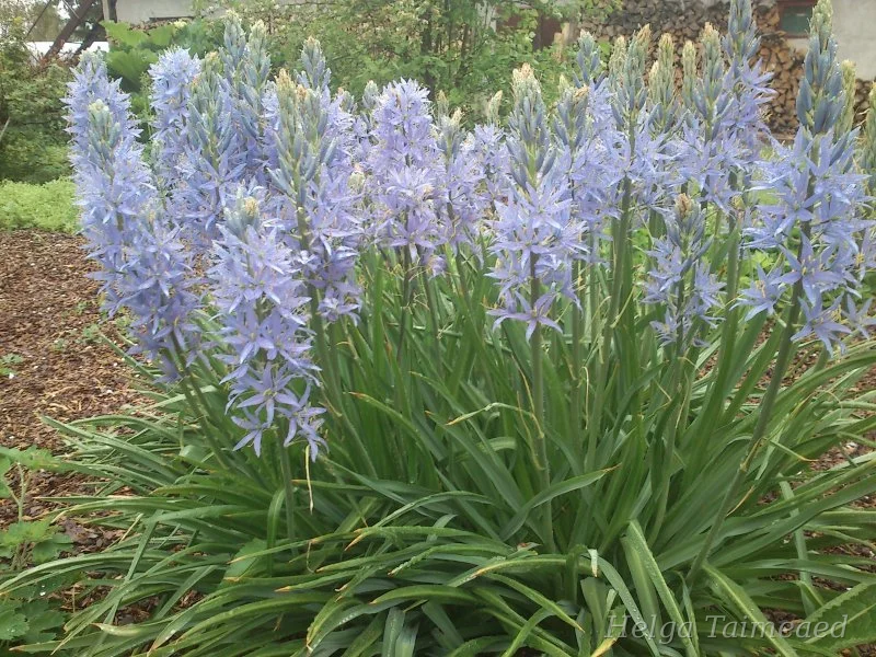 Простая и элегантная свеча в стиле прерий.