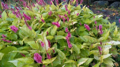 Bistorta (Persicaria) amplexicaulis 'Golden Arrow'