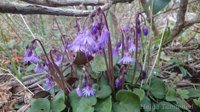 Soldanella montana