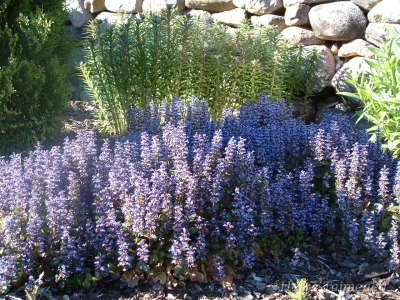 Ajuga reptans 'Atropurpurea' Живучка ползучая