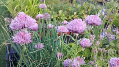 Allium schoenoprasum var sibiricum Wild chives