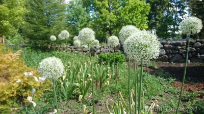 Allium stipitatum 'Mount Everest' Varrekas lauk