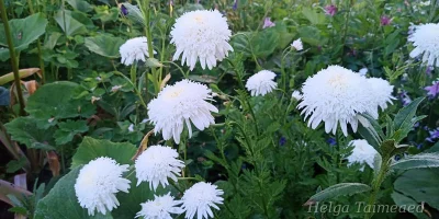 Tanacetum coccineum 'Mont Blanc'