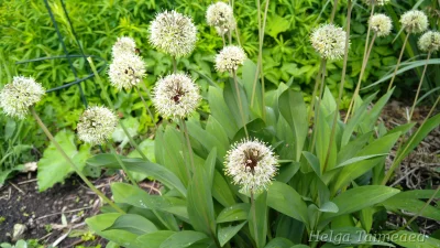 Allium ochotense Лук охотский­