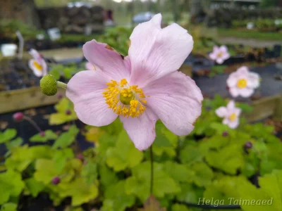 Anemone tomentosa  ́Albadura ́ Ветреница войлочная